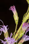 Smallhead blazing star